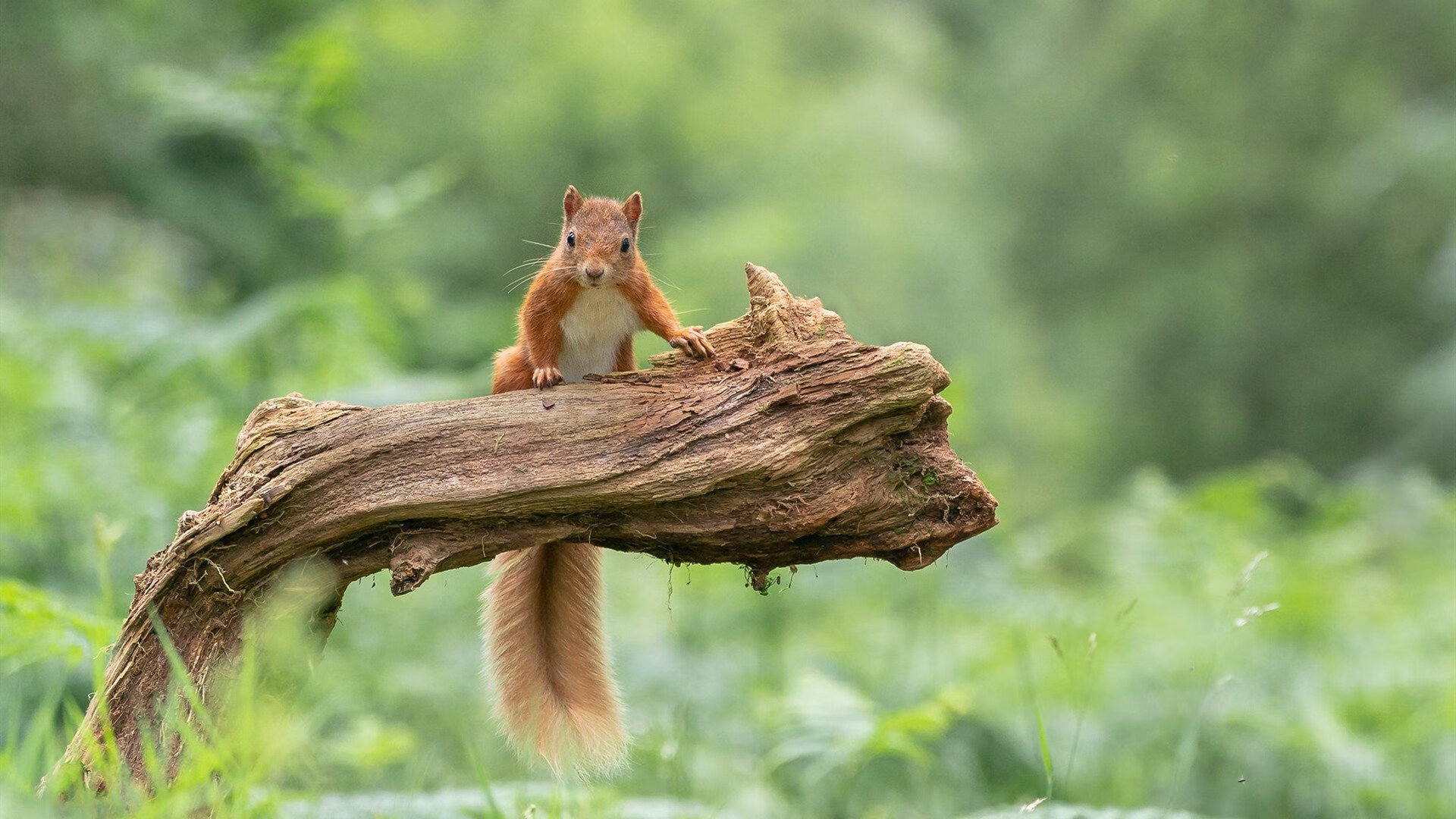 国际赛事“落水生花”,天府新区魅力出圈