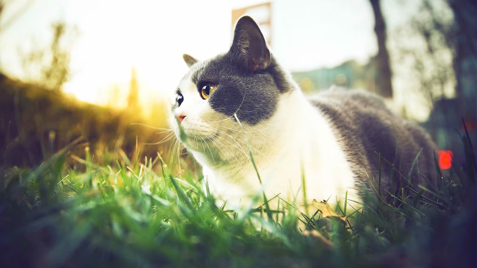 华体会app登入-新加坡队未来发展策略：如何提升团体赛的整体战术执行力，新加坡sports