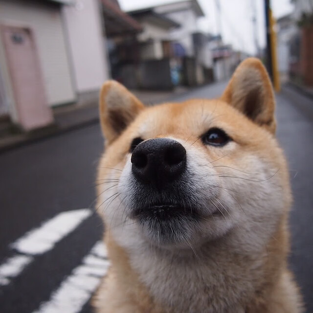 蛙泳选手配速稳健,晋级可期,蛙泳配合比例