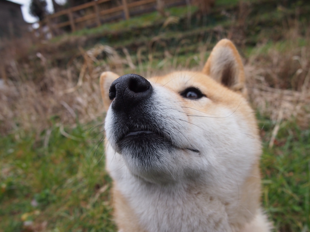 “费尔南多·比亚尔巴:美洲狮队进攻的心脏,未来无限可能”