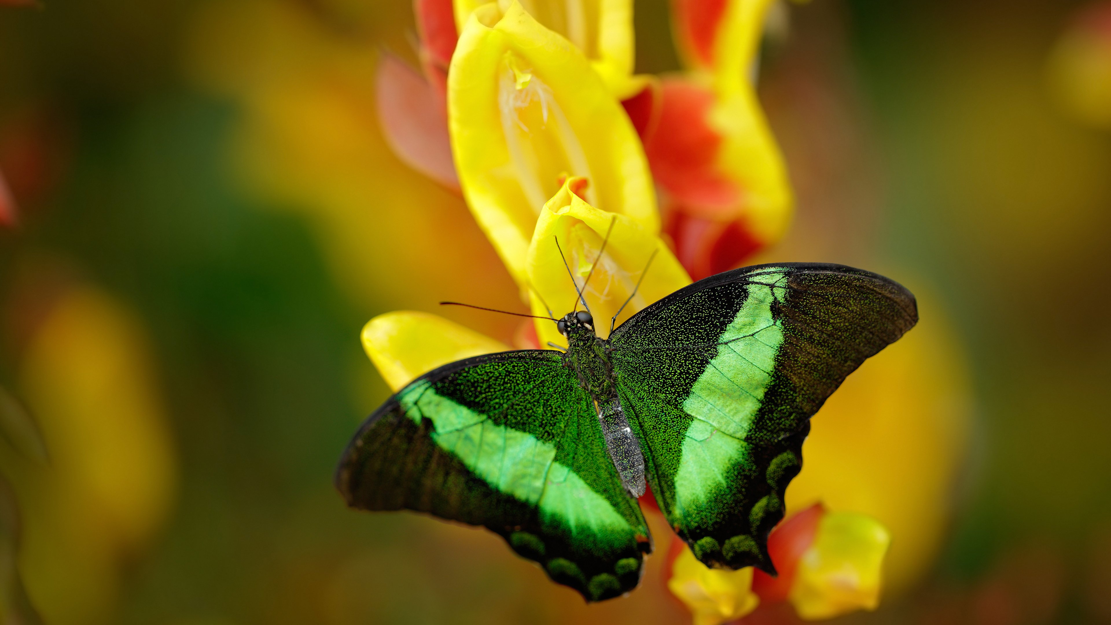 “费尔南多·比亚尔巴:美洲狮队进攻的心脏,未来无限可能”
