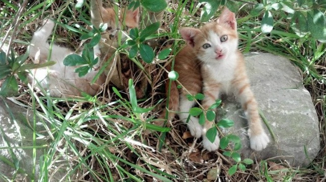 中国足球青少年足球推广活动走进乡村学校，全国青少年校园足球特色学校汇报材料