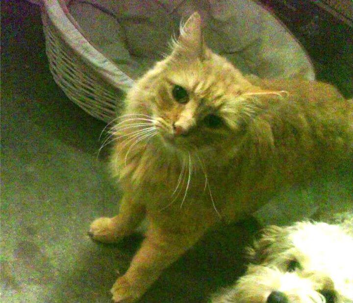 伊朗男篮在亚洲预赛中奋勇追击,冲刺奥运资格燃动激情,伊朗男篮近期战绩