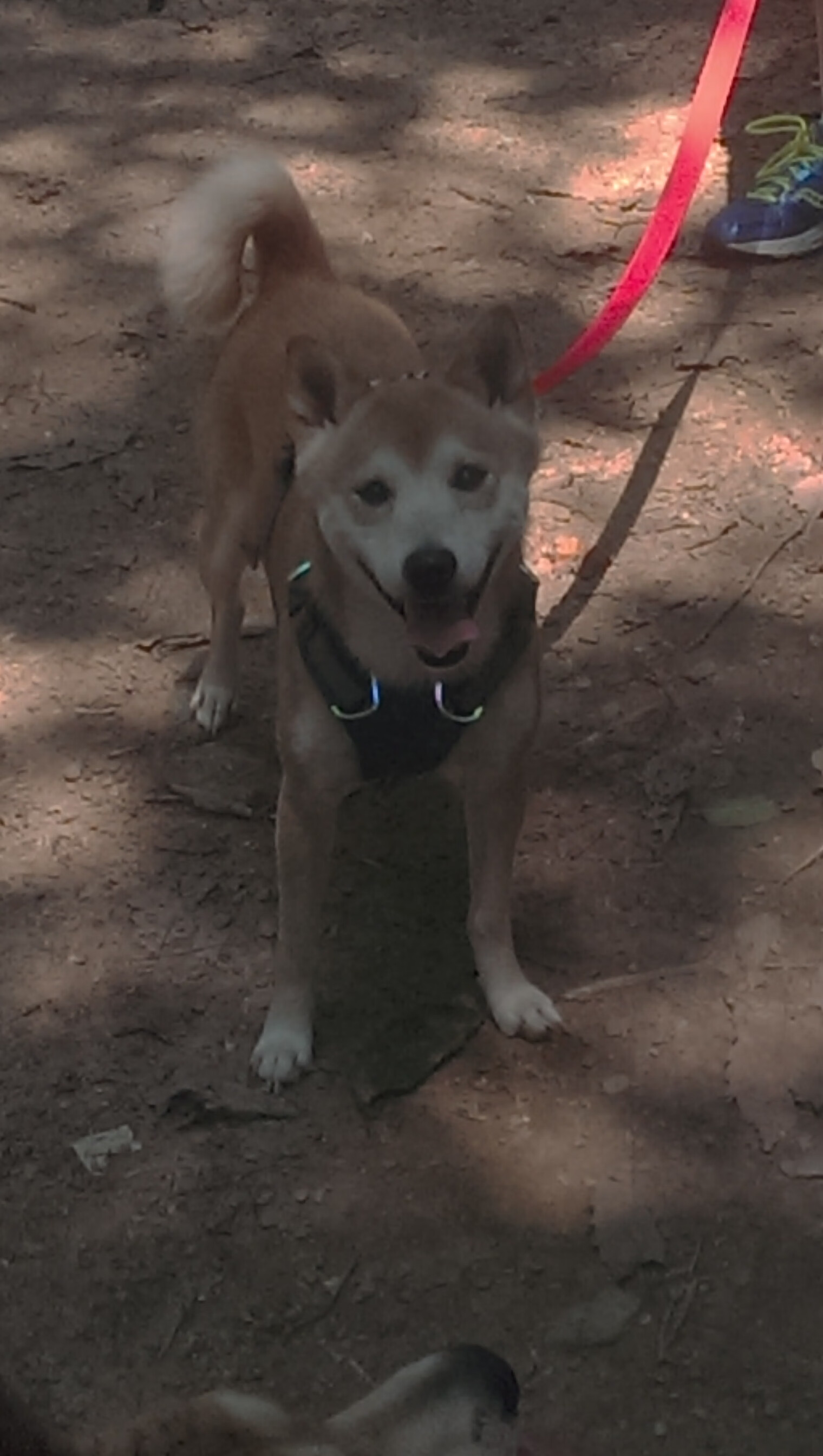 南非女将花样游泳配合赢喝彩,南非女子游泳冠军