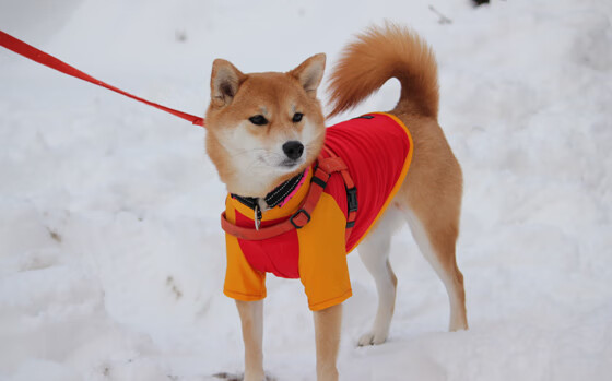 国王连续抢断打出节奏击败热火，国王抢王冠