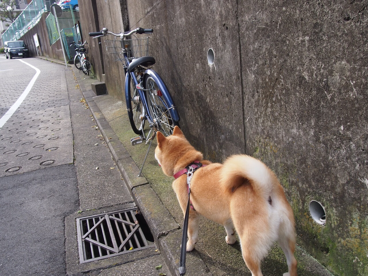 外援积极适应球队节奏语言和战术配合同步取得进展,比赛外援