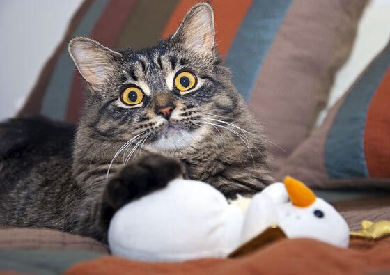 张雨霏体验高原训练备战世锦赛，张雨霏比赛项目