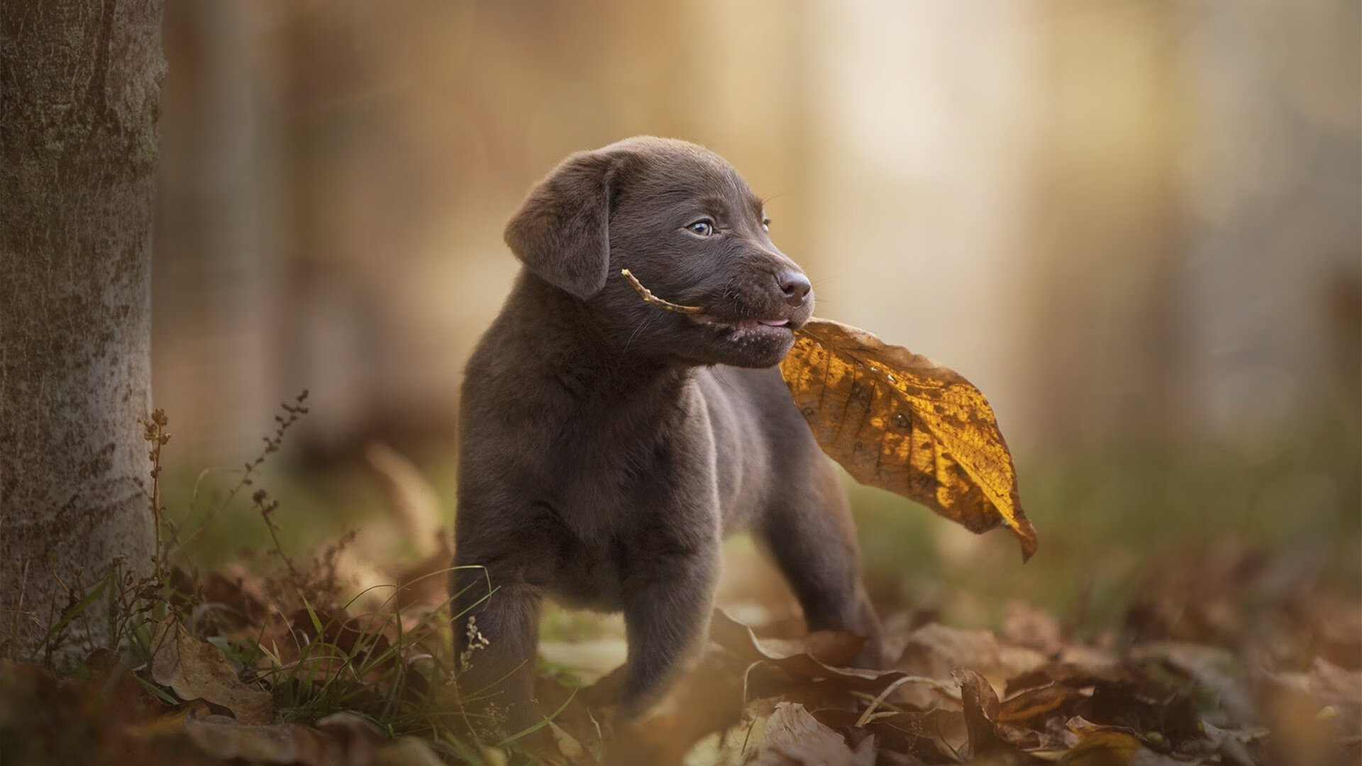 华体会在线登录-李娜参加访谈节目谈母亲角色，李娜en