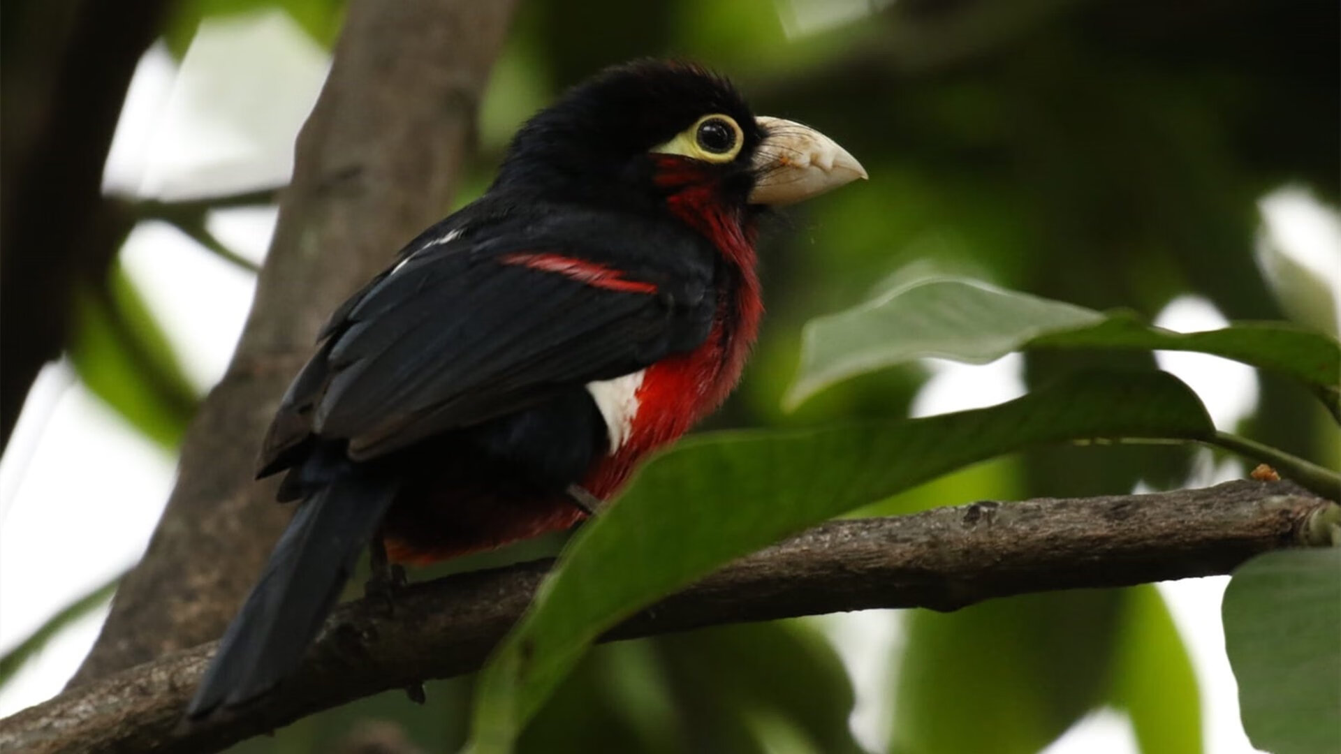 老鹰场均抢断次数联盟领先防守压力大,老鹰队单场队史得分纪录