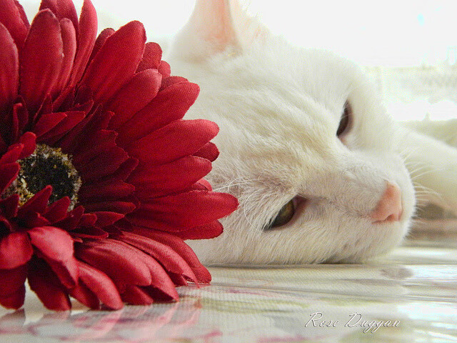 华体会在线下载-自由泳短程摩纳哥速度惊人，200自由泳视频