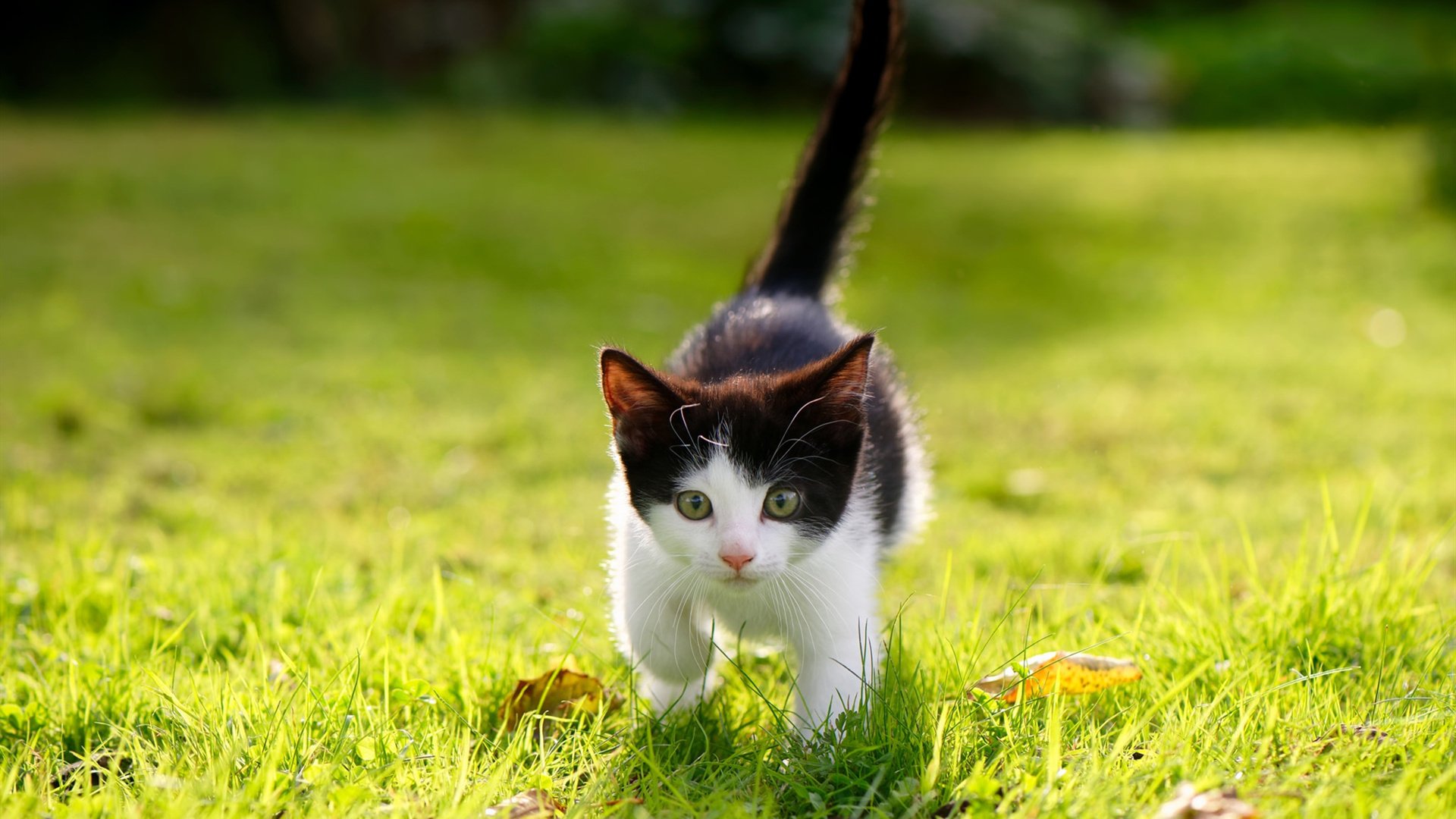 赛场直击:李冰洁全力以赴冲刺前列,李冰洁参加项目