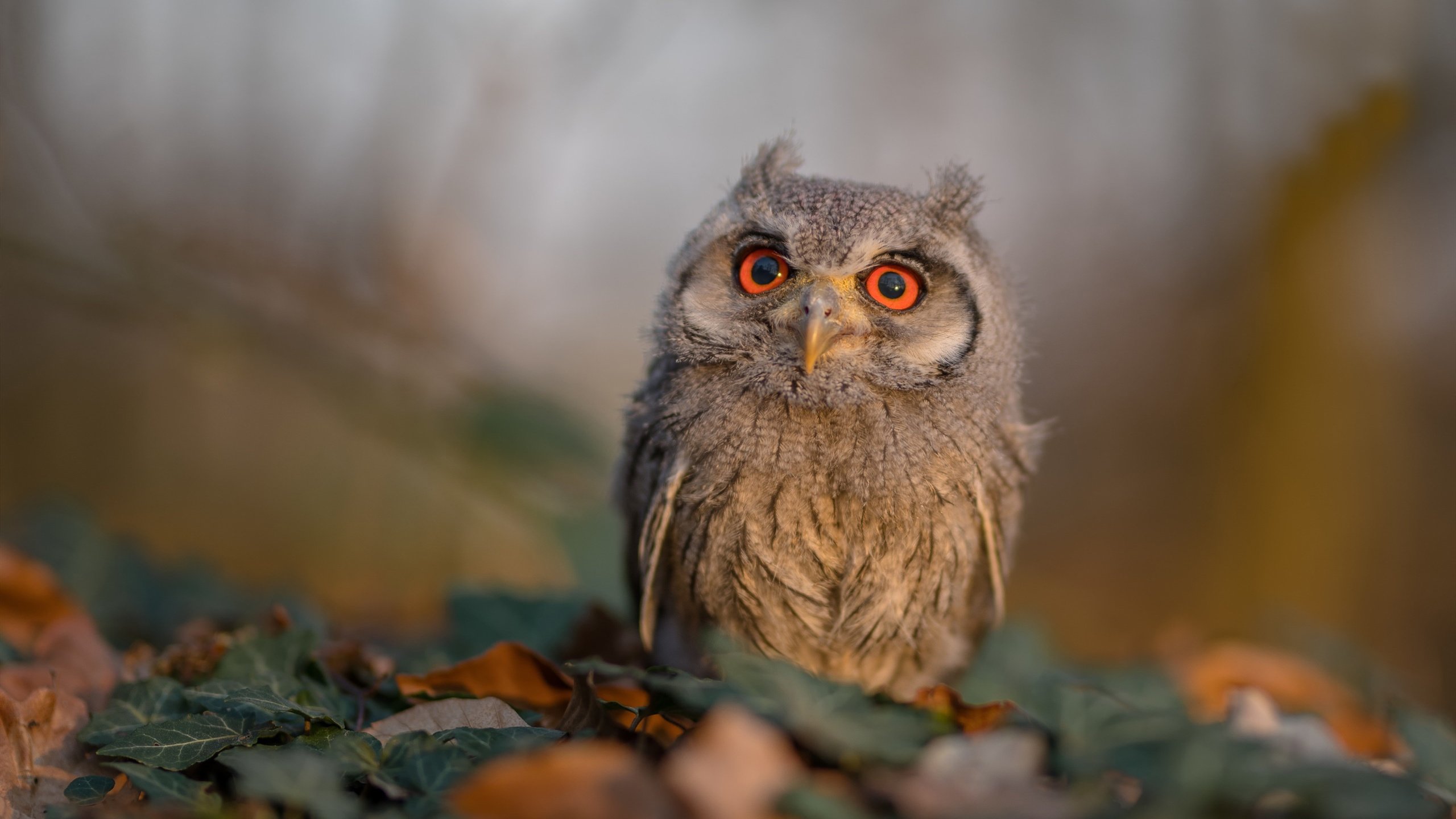 中国篮球国家队与俱乐部合作开展海外拉练项目对比,国家队篮球队