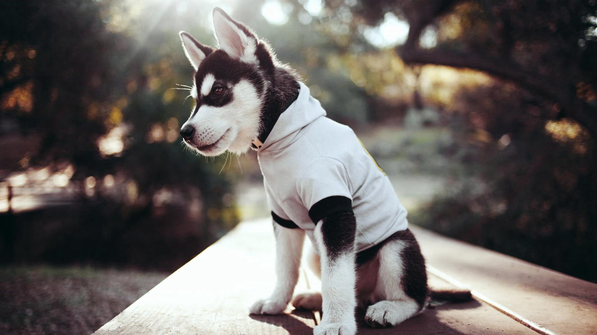 中国篮球裁判职业发展路径与瓶颈分析，中国篮球职业裁判员